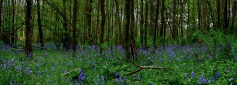 Photo of a bluebell wood