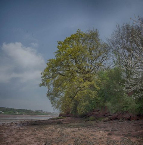 Photo of the shoreline of the River Teign