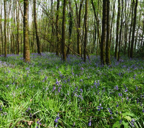 Photo of a bluebell wood