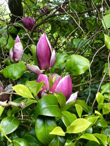 Photo of pink magnolia flowers