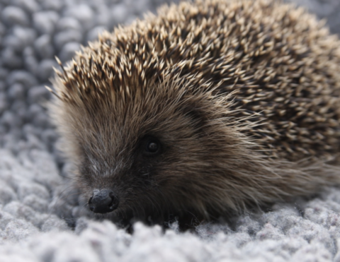 Combe Village Show Prickles in a Pickle Hedgehog Charity
